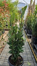 Laurus nobilis bay for sale  WELSHPOOL