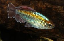 Blue congo tetra for sale  Miami