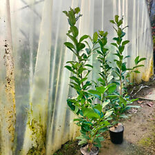 prunus laurocerasus usato prunus laurocerasus usato Olgiate Molgora