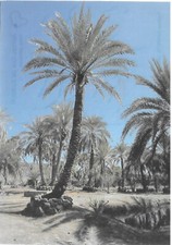 Djibouti dikhil d'occasion  La Roche-sur-Yon