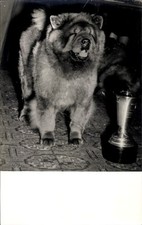 Foto chow chow gebraucht kaufen  Berlin