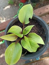 hostas for sale hostas for sale ABERAERON