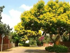 Używany, PELTOPHORUM PTEROCARPUM – COPPER POD TREE, 10 SEMI SELEZIONATI na sprzedaż  Wysyłka do Poland