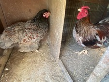 Beautiful blue laced for sale  BARKING