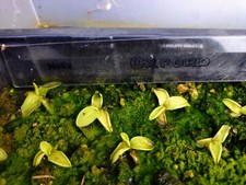 Young temperate butterwort for sale  BURY