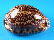 Cypraea maculifera hawaiiensis for sale  Kapolei