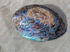New zealand paua for sale  PONTYCLUN