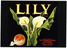 Lily flowers historical for sale  Lone Tree