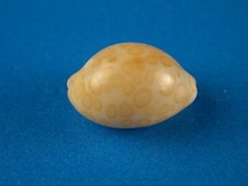 Cypraea mariae great for sale  Kapolei