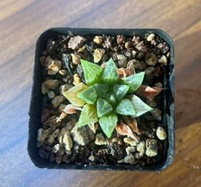 Haworthia love hearts for sale  Waltham