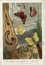 Full colour insect for sale  PLYMOUTH