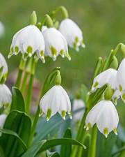 Snowdrops galanthus nivalis for sale  LEICESTER