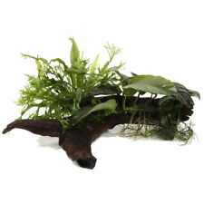Microsorum anubias duet gebraucht kaufen  Püttlingen