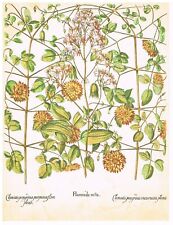 Clematis flammula planche d'occasion  Montpezat-de-Quercy