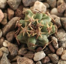 Pediocactus sp. near usato  Napoli