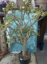 Bonsai jade crassula for sale  San Marcos