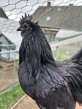 Ayam cemani bruteier gebraucht kaufen  Kleve