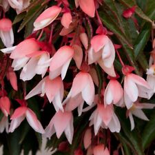 Begonia starshine appleblossom for sale  STOCKPORT