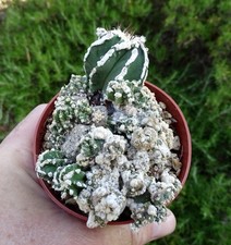 Astrophytum spiralis monster d'occasion  Servian