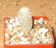 Turbinicarpus pelecyphora pseu usato  Spedire a Italy