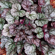 Heuchera glitter coral for sale  UK