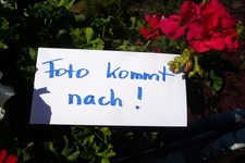 leintuch gebraucht kaufen leintuch gebraucht kaufen Deutschland