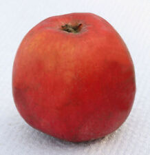 Apfelbaum roter astrachan gebraucht kaufen  Bad Zwischenahn