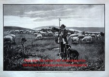 Dog training sheepdog for sale  Lake Villa