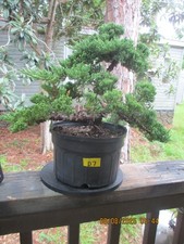 Specimen bonsai tree for sale  Gainesville