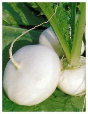 Turnip milan white for sale  SALISBURY
