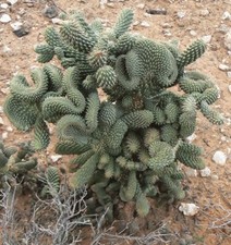 Vaso cylindropuntia fulgida usato  Barcellona Pozzo di Gotto