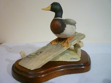 mallard drake for sale mallard drake for sale HAVERHILL