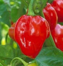 Red habanero pepper for sale  Berwyn