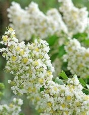 White crepe myrtle for sale  King George