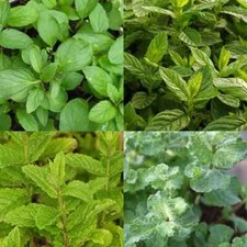 Pack mint herb for sale  North Bend