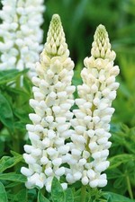 Graines lupin blanc d'occasion  Neuilly-sur-Marne