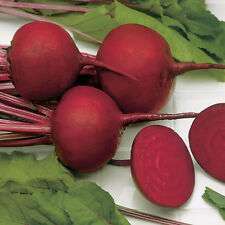 Organic beetroot detroit for sale  SALISBURY