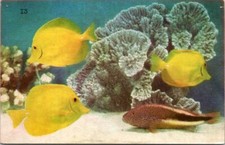 Cartolina yellow tang usato  Spedire a Italy