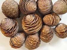 12x frische seltene gebraucht kaufen 12x frische seltene gebraucht kaufen  Kernen