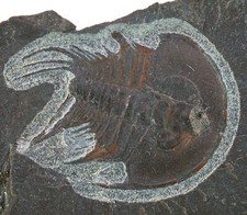 Kambrium lenellus clarki gebraucht kaufen  Erlangen
