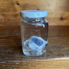 Wet specimen sheep for sale  North Bend