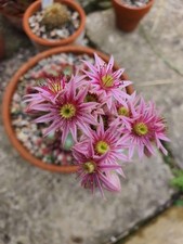Sempervivum mayfair for sale  YORK