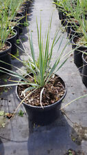 Yucca rostrata conteneur d'occasion  Mont-près-Chambord