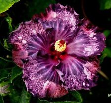 Dark purple pink for sale  Ravensdale