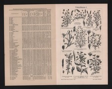 Lithografie 1908 futtermittel gebraucht kaufen  Leipzig