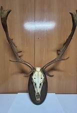 Usado, Cráneo De GAMO comprar usado  Enviando para Brazil