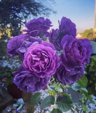 Strong fragrance minerva for sale  BIRMINGHAM