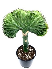 Tall pink green for sale  Oceanside