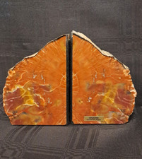 Large arizone petrified for sale  Horseshoe Bay
