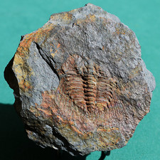Rare leonaspis trilobite d'occasion  Expédié en Belgium